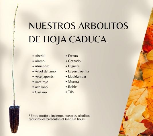 árbol caducifolio